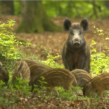 Дом отдыха De Bospaddenstoel 4-19