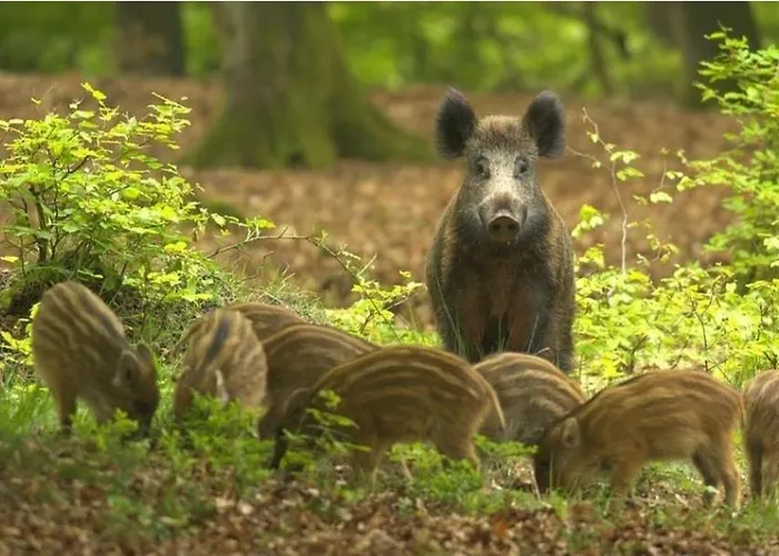 Casa de Férias De Bospaddenstoel 4-19